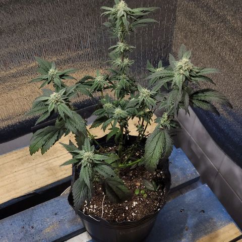 PETROLEUM 3 growlog timeline photo