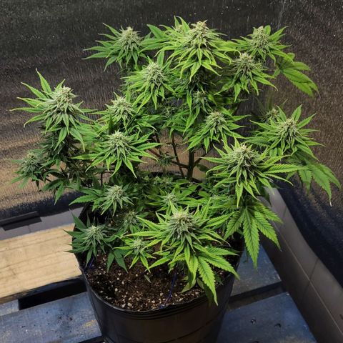 GC CBD growlog timeline photo