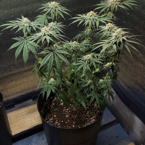 MD 2 growlog timeline photo