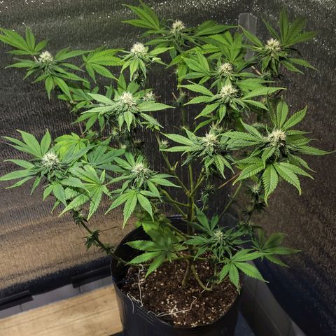 MD 1 growlog timeline photo