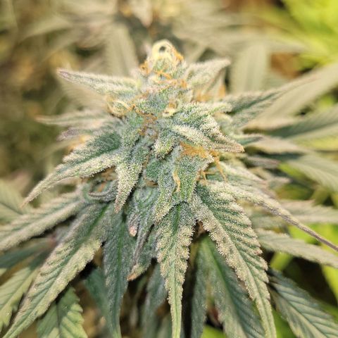 MD 2 growlog timeline photo