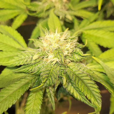 MD 1 growlog timeline photo