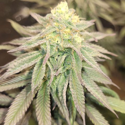 PETROLEUM 1 growlog timeline photo