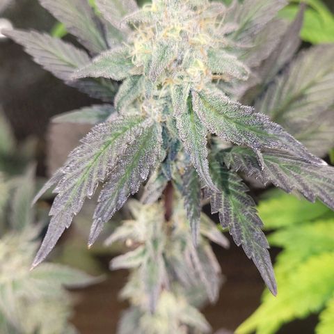 PETROLEUM 3 growlog timeline photo