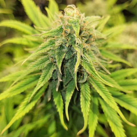 GC CBD growlog timeline photo