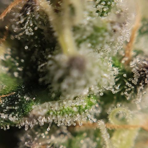 PETROLEUM 1 growlog timeline photo
