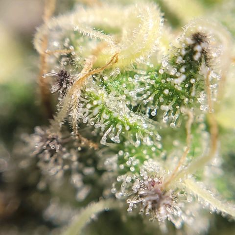 PETROLEUM 1 growlog timeline photo