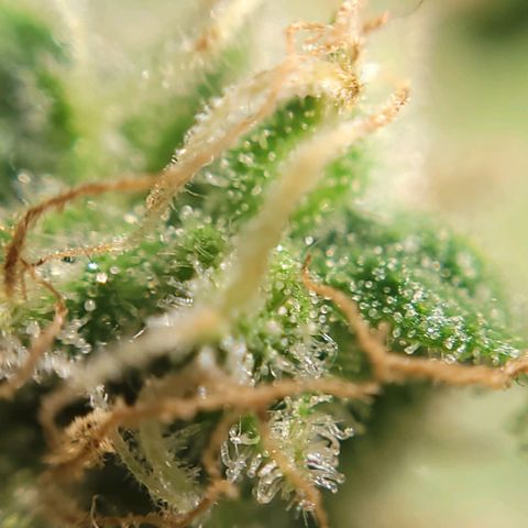 GC CBD growlog timeline photo