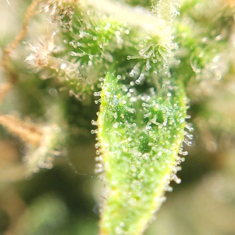 GC CBD growlog timeline photo