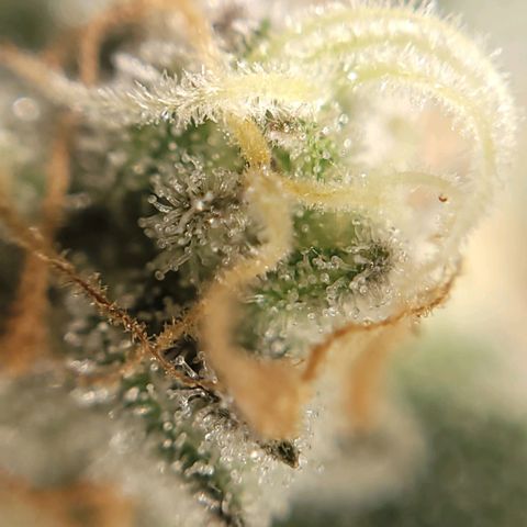 MD 2 growlog timeline photo