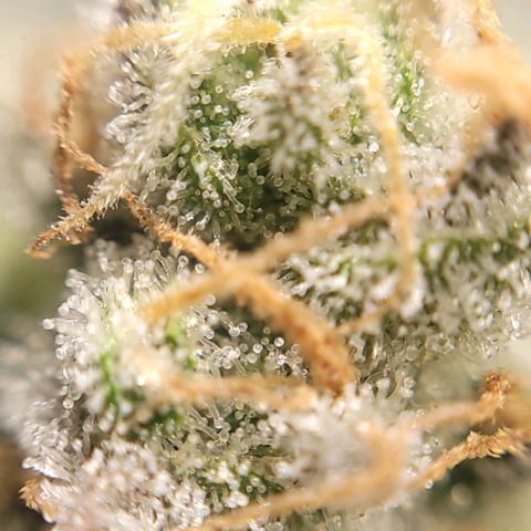 MD 2 growlog timeline photo
