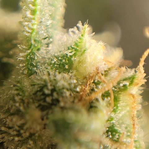 GC CBD growlog timeline photo
