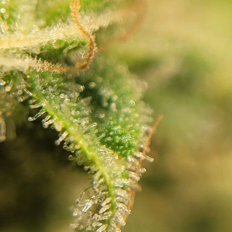 GC CBD growlog timeline photo