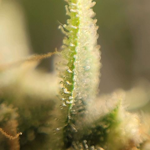 GC CBD growlog timeline photo
