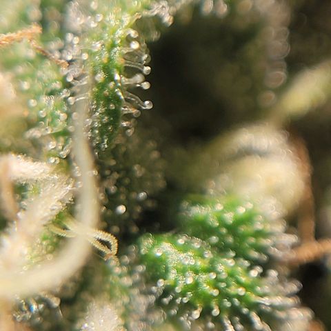 MD 1 growlog timeline photo