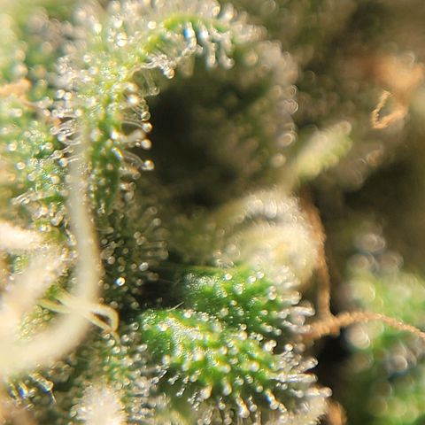 MD 1 growlog timeline photo