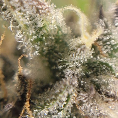 PETROLEUM 3 growlog timeline photo