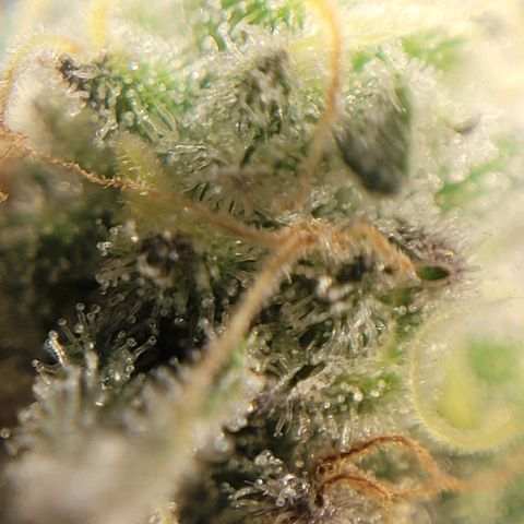 PETROLEUM 1 growlog timeline photo