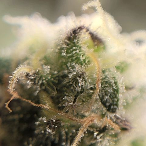 PETROLEUM 1 growlog timeline photo