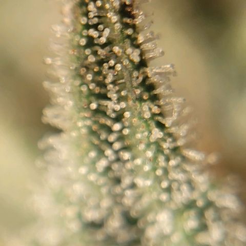 MD 2 growlog timeline photo