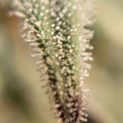 MD 2 growlog timeline photo