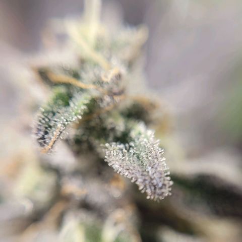 PETROLEUM 3 growlog timeline photo