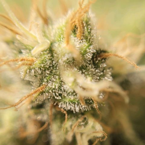 MD 1 growlog timeline photo