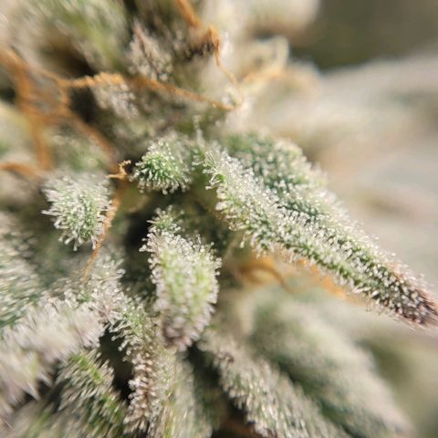 MD 2 growlog timeline photo