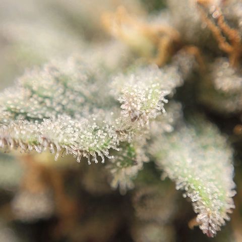 MD 2 growlog timeline photo