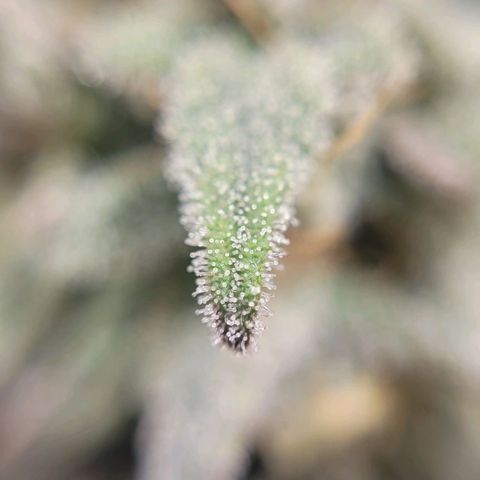MD 2 growlog timeline photo