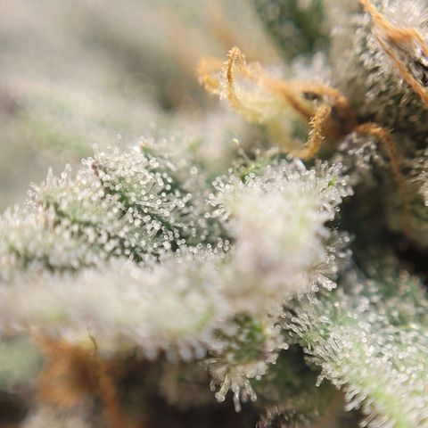 MD 2 growlog timeline photo