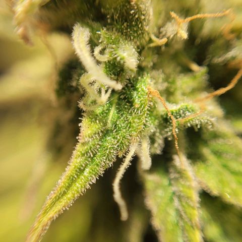 GC CBD growlog timeline photo