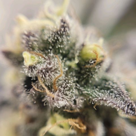 PETROLEUM 1 growlog timeline photo