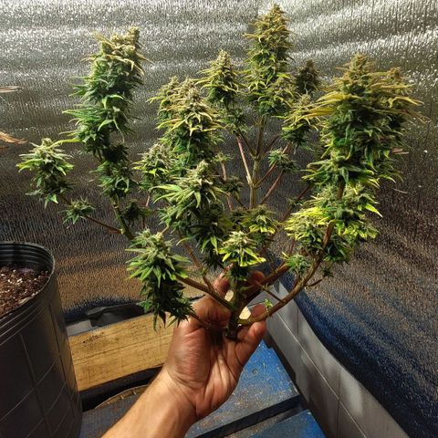 GC CBD growlog timeline photo