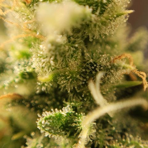 GC CBD growlog timeline photo
