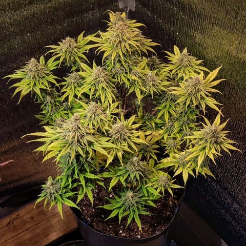 GC CBD growlog timeline photo