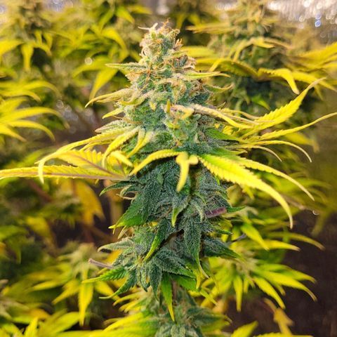 GC CBD growlog timeline photo