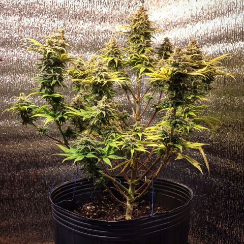 GC CBD growlog timeline photo