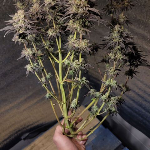 PETROLEUM 1 growlog timeline photo