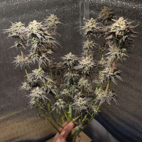 MD 2 growlog timeline photo