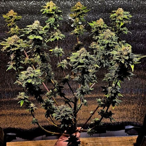 MD 1 growlog timeline photo