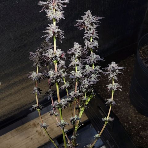 PETROLEUM 3 growlog timeline photo