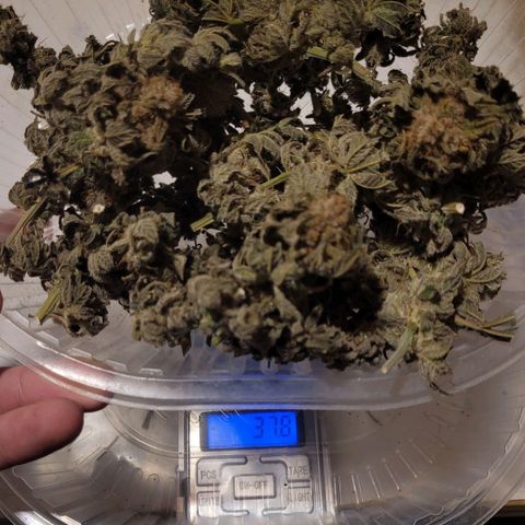 MD 1 growlog timeline photo