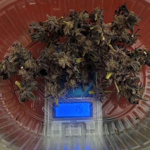 PETROLEUM 3 growlog timeline photo