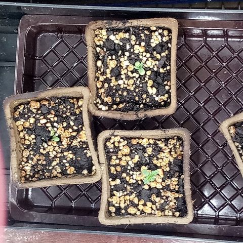 Genética desconocida predominancia Sativa  growlog timeline photo