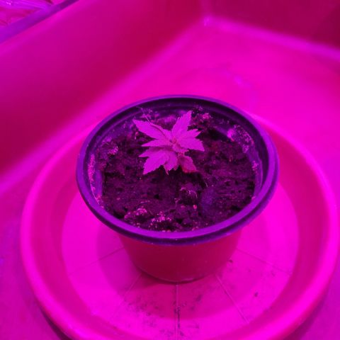 Genética desconocida predominancia Sativa  growlog photo: La única superviviente. 