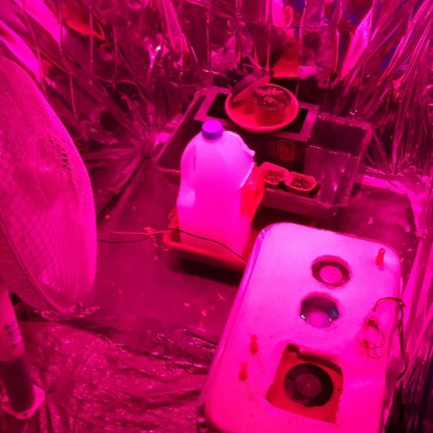 Genética desconocida predominancia Sativa  growlog photo: Así va la que queda, el resto no han podido salir adelante. 