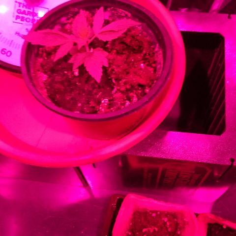 Genética desconocida predominancia Sativa  growlog photo: Así va la que queda, el resto no han podido salir adelante. 