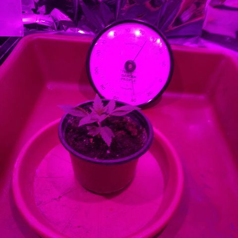 Genética desconocida predominancia Sativa  growlog timeline photo