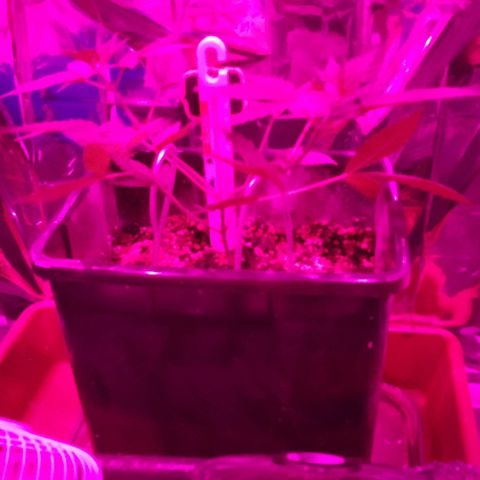 Genética desconocida predominancia Sativa  growlog timeline photo